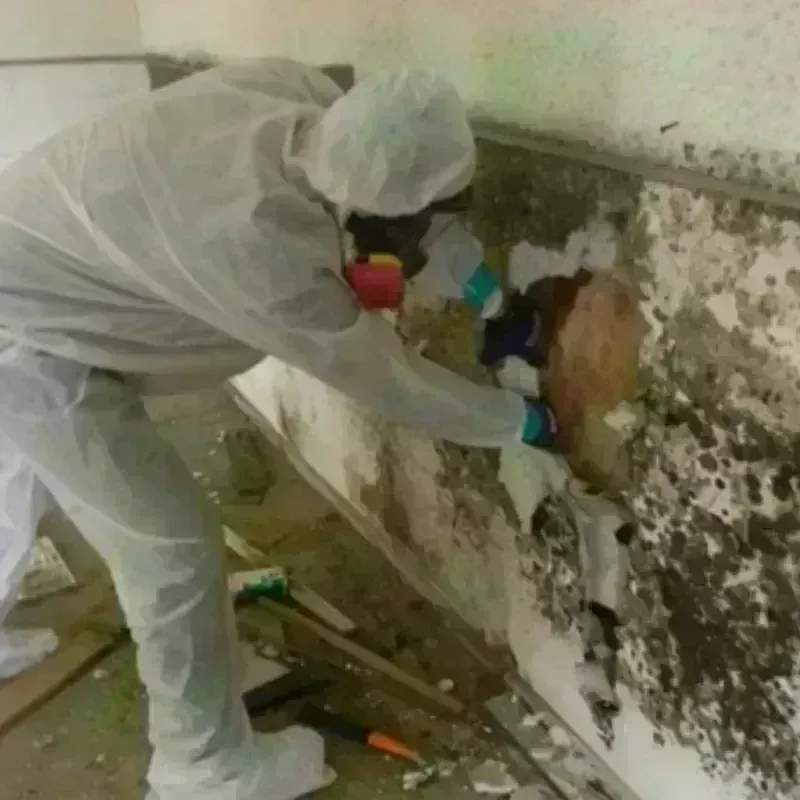 Mold Remediation and Removal in Zwolle, LA